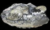 Iridescent Ammonite (Deschaesites) Cluster - Russia #50764-3